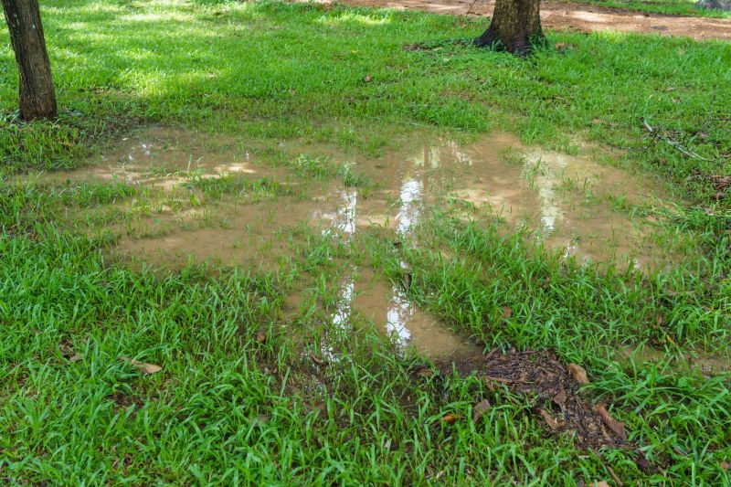 Lawn Drainage Solutions and Tips